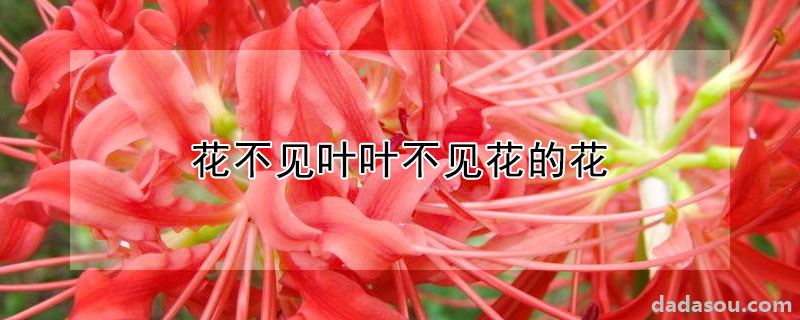 花不见叶叶不见花的花