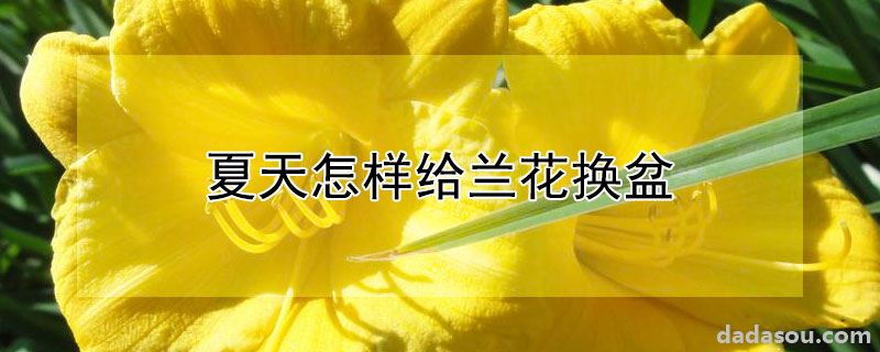 夏天怎样给兰花换盆