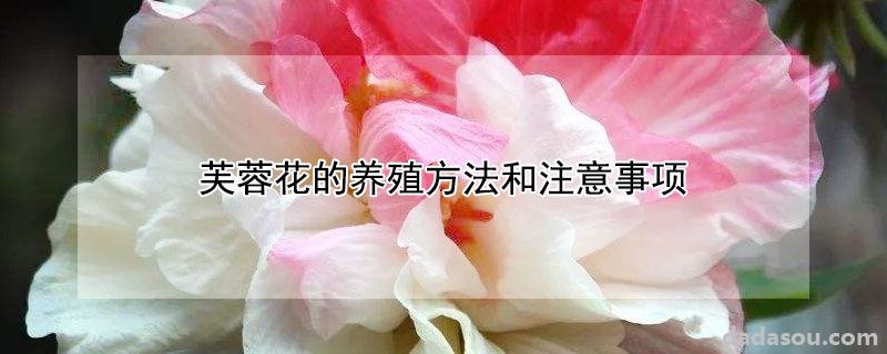 芙蓉花的养殖方法和注意事项