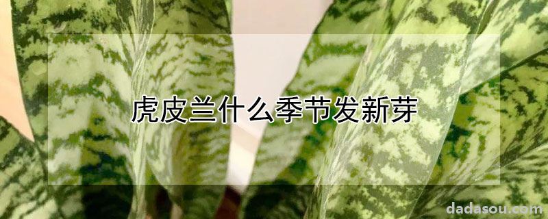 虎皮兰什么季节发新芽