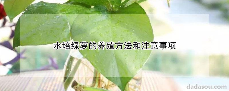 水培绿萝的养殖方法和注意事项