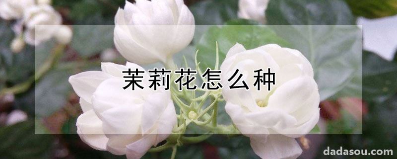 茉莉花怎么种