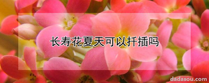 长寿花夏天可以扦插吗