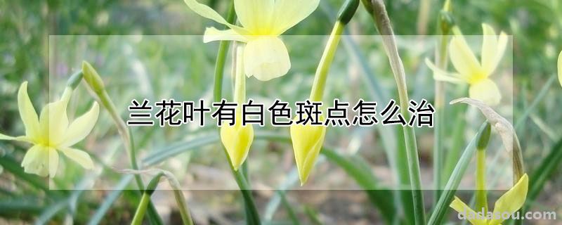 兰花叶有白色斑点怎么治