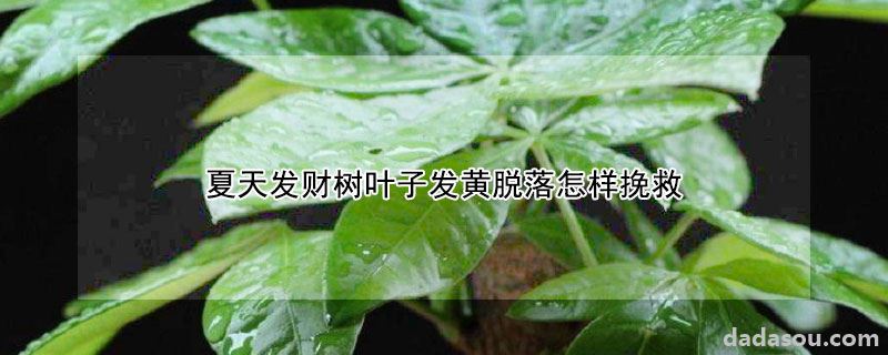 夏天发财树叶子发黄脱落怎样挽救