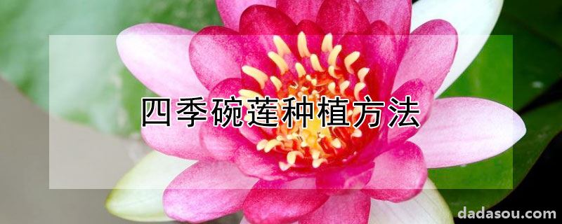 四季碗莲种植方法