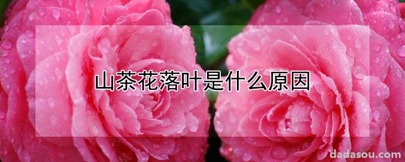 山茶花落叶是什么原因