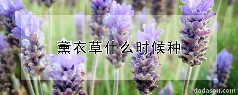 薰衣草什么时候种