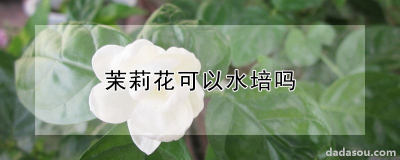 茉莉花可以水培吗