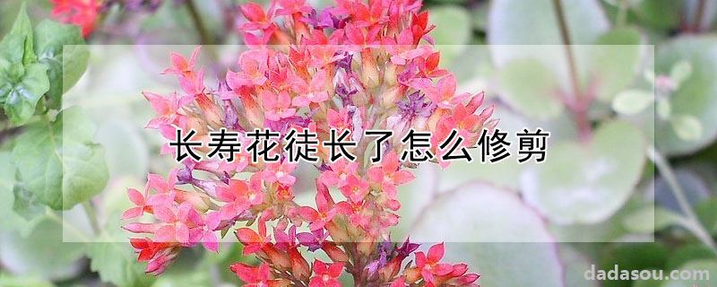 长寿花徒长了怎么修剪