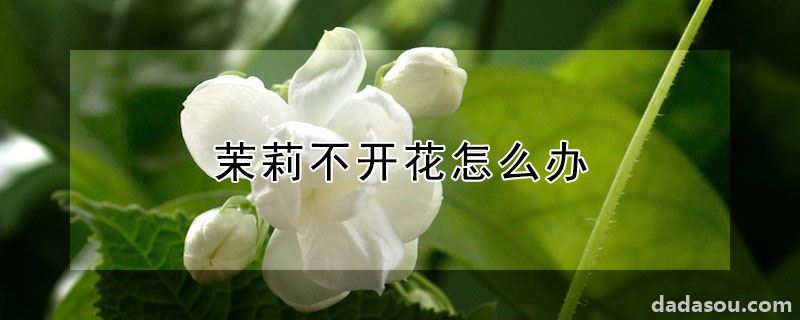 茉莉不开花怎么办