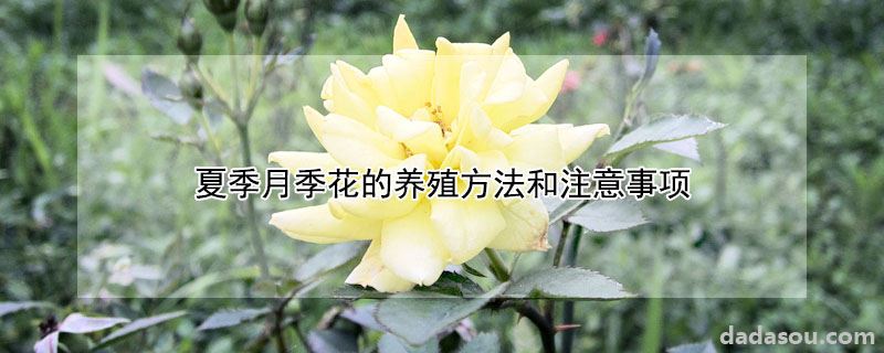 夏季月季花的养殖方法和注意事项