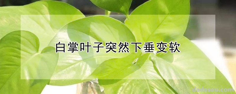 白掌叶子突然下垂变软