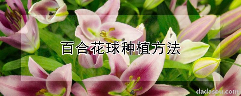 百合花球种植方法