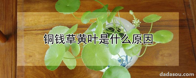 铜钱草黄叶是什么原因