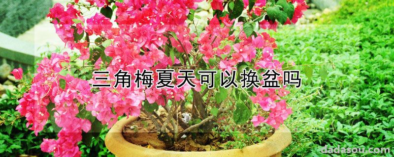 三角梅夏天可以换盆吗