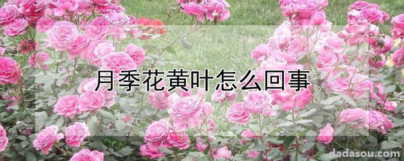 月季花黄叶怎么回事