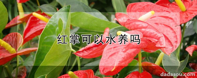 红掌可以水养吗