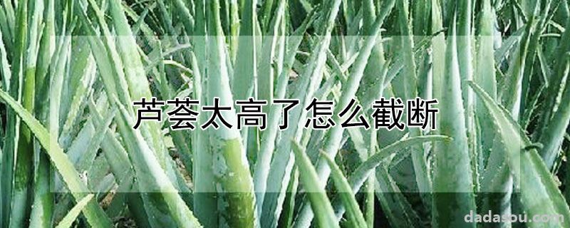 芦荟太高了怎么截断