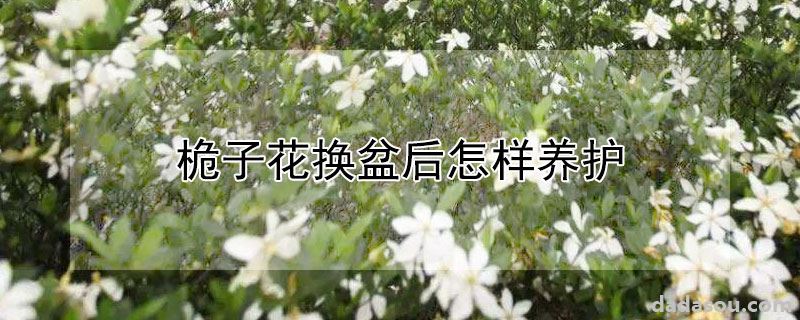 桅子花换盆后怎样养护