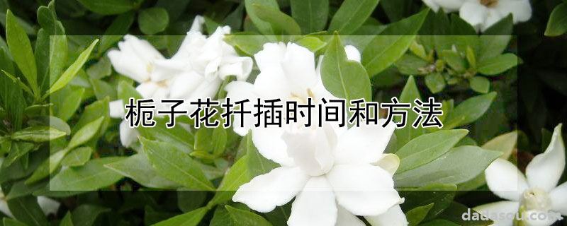 栀子花扦插时间和方法