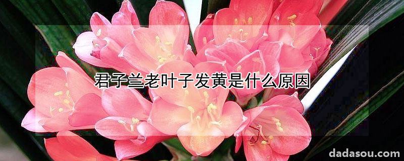 君子兰老叶子发黄是什么原因