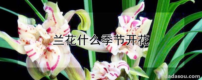 兰花什么季节开花