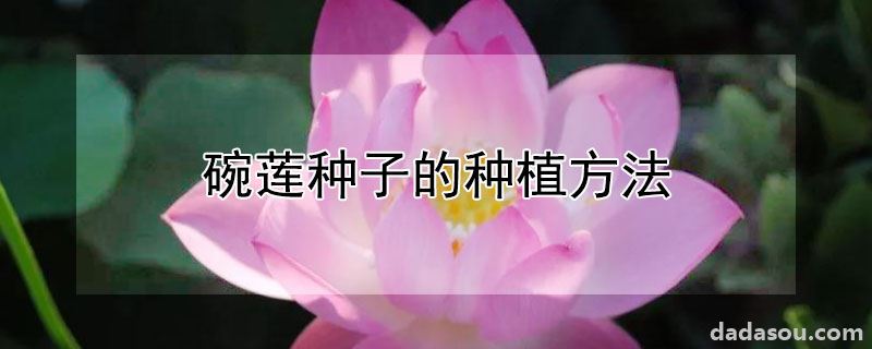 碗莲种子的种植方法