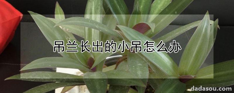 吊兰长出的小吊怎么办