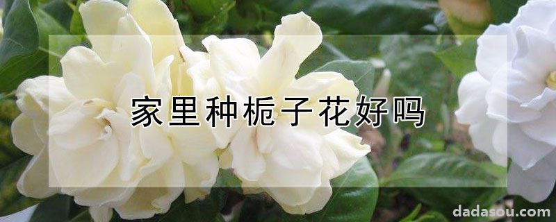 家里种栀子花好吗