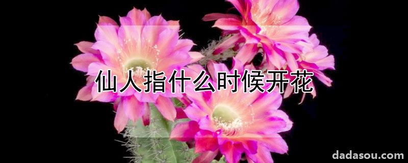 仙人指什么时候开花