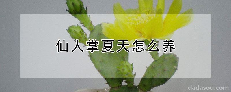 仙人掌夏天怎么养