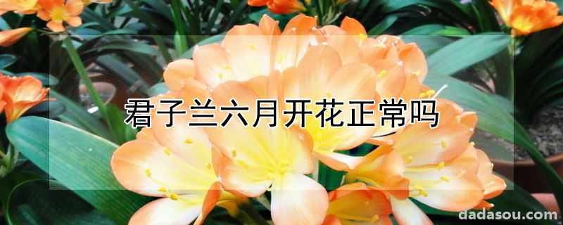 君子兰六月开花正常吗