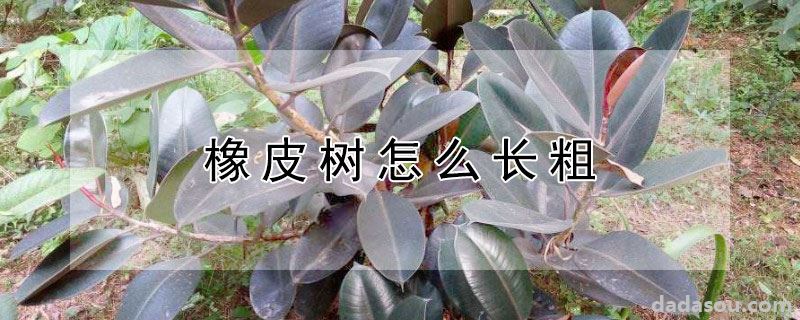 橡皮树怎么长粗