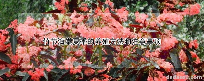 竹节海棠夏季的养殖方法和注意事项