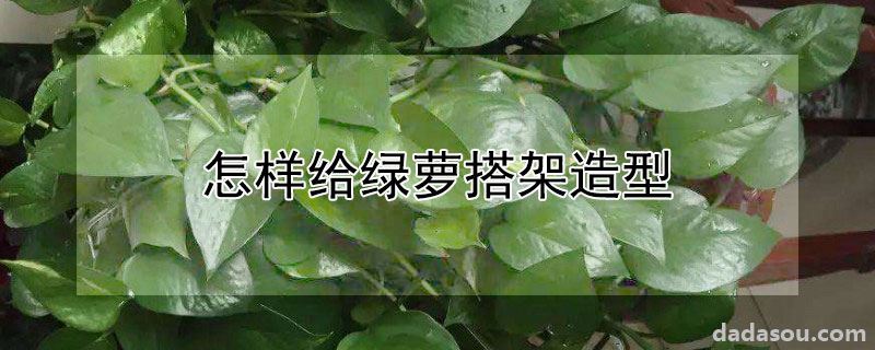 怎样给绿萝搭架造型