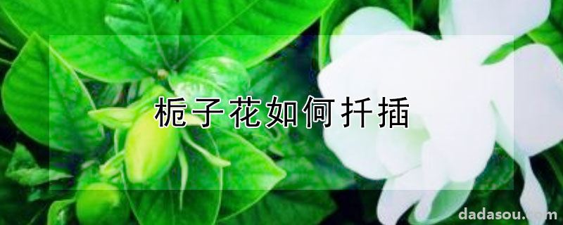 栀子花如何扦插