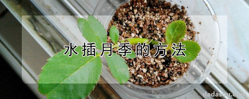 水插月季的方法