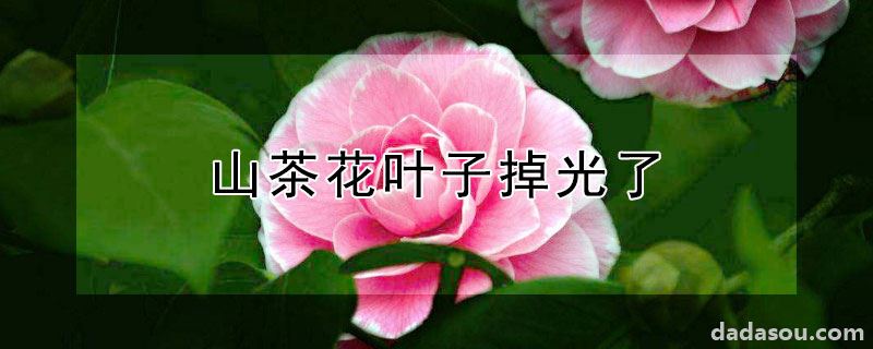 山茶花叶子掉光了