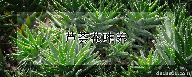 芦荟花咋养