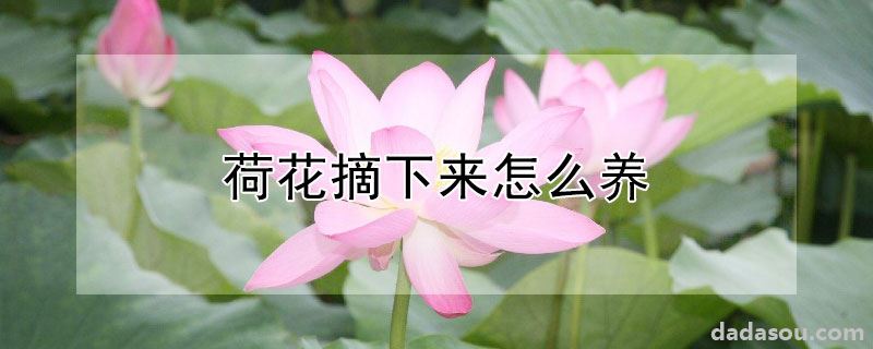 荷花摘下来怎么养