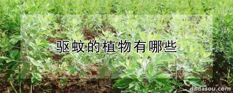 驱蚊的植物有哪些