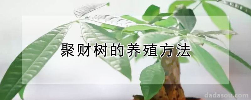 聚财树的养殖方法