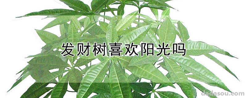 发财树喜欢阳光吗