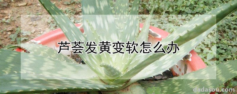 芦荟发黄变软怎么办