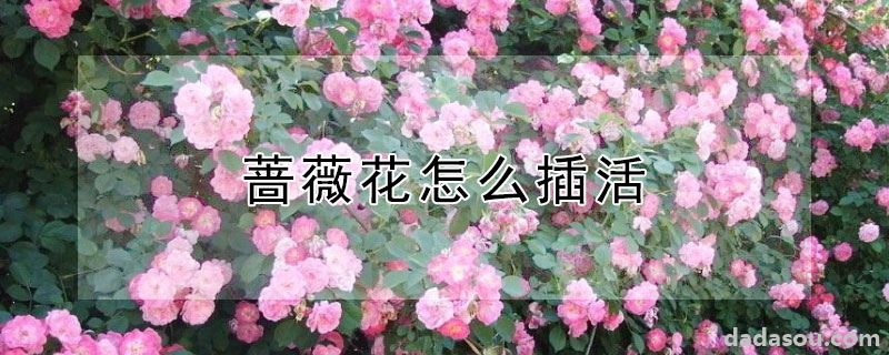 蔷薇花怎么插活