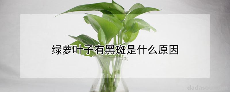 绿萝叶子有黑斑是什么原因