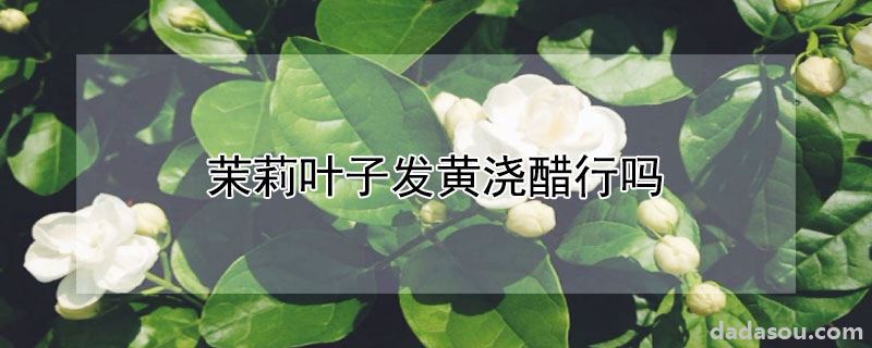 茉莉叶子发黄浇醋行吗