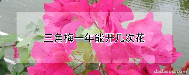 三角梅一年能开几次花