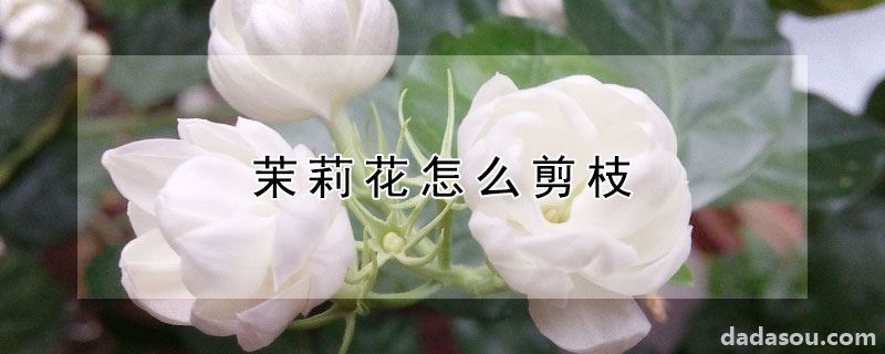 茉莉花怎么剪枝